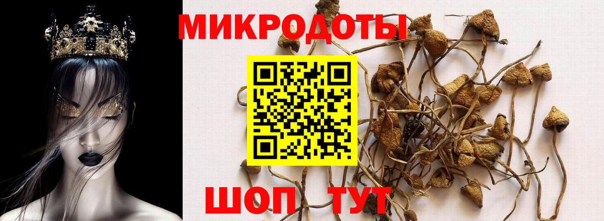 Псилоцибиновые грибы мицелий Лабытнанги